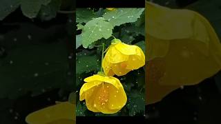 music flowers youtubeshorts nature shortsfeed 🥰🌷❤️ [upl. by Frasco]