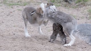 Amazing Breastfeeding Hare Mom Fights Male [upl. by Pitt]