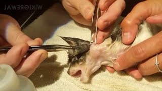 Satisfying Botfly Larvae Removal From Animals [upl. by Gove]