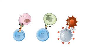 B CELLS and T CELLS EXPLAINED [upl. by Yerggoeg]