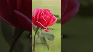 Marie Osmond paper roses lyrics paperroseslyricsmarieosmond shortsfeed [upl. by Airamas]