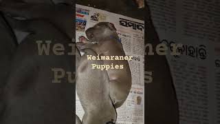 Weimaraner Puppies 9438018877 [upl. by Jory]