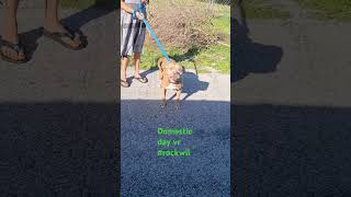 Domestic dogs vr rockwilder dog Please subscribe 🐕 [upl. by Fritzsche]