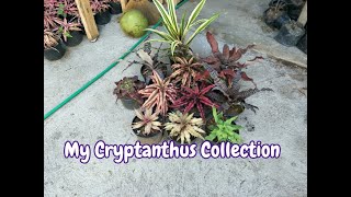 Cryptanthus Collection [upl. by Floridia680]