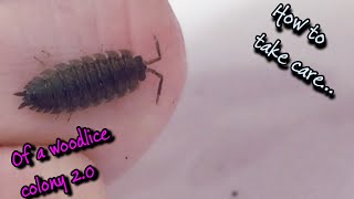 How to take care of a woodlice colony  20 [upl. by Aw]