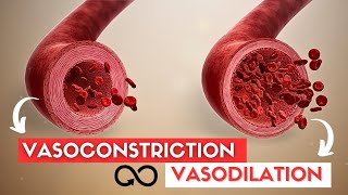 VASODILATION and VASOCONSTRICTION [upl. by Neved]