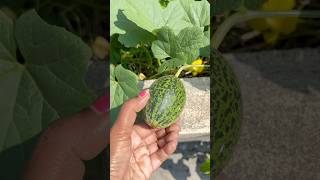 Dosakai plant ytshorts tamil lovebgmmusicfood minivlogplantsviralvideos foodiecooking [upl. by Yevol172]