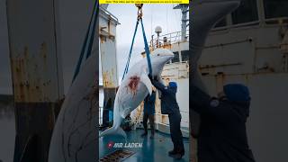 Baby white dolphin beckons people to get on board to save its mother।🥺shortvideo amazingfacts [upl. by Abdu]