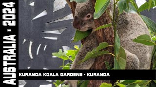 Kuranda Koala Gardens Kuranda Australia 2024 [upl. by Suisyola]