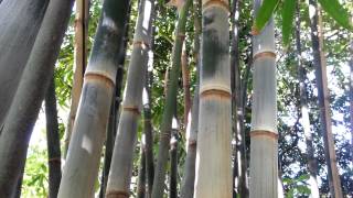 Dendrocalamus brandisii Bamboo  HD 01 [upl. by Rosaline]