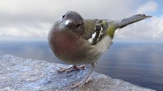 Chaffinch Bird singing  Buchfink Vogel Gesang [upl. by Acimad]