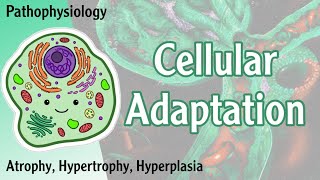 Pathophysiology  Cellular Adaptation  Atrophy Hypertrophy Hyperplasia Hani Laith شرح [upl. by Engedus]