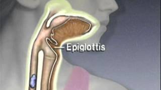 Through the Esophagus The Function of Peristalsis [upl. by Lance]