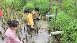 Ly Khang Anh  17 year old single mother and orphans catch snails harvest rice [upl. by Ecylahs371]