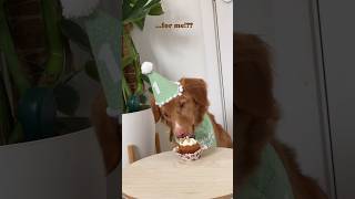 Happy birthday River 🎂 toller novascotiaducktollingretriever puppy dogbirthday [upl. by Athalla]