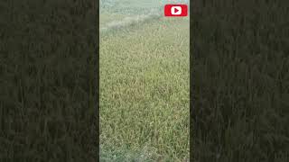 polam🌾🌾shortvideo viralvideo new teluguvlogs treandingshorts farmer kiaan 😍 [upl. by Sregor]