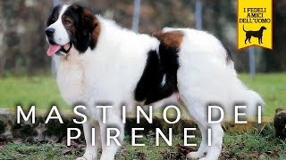 MASTINO DEI PIRENEI trailer documentario [upl. by Faux]