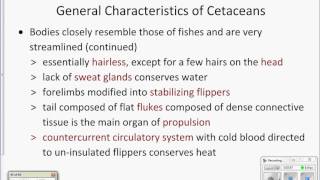 Characteristics of cetaceans [upl. by Tamma]