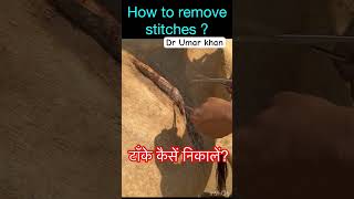 How to remove stitches l cow l sutures l dr Umar khan [upl. by Alleinnad]