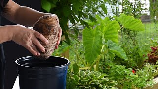 Growing Colocasias  Waking Up Mammoth Elephant Ears Indoors [upl. by Etnovaj]