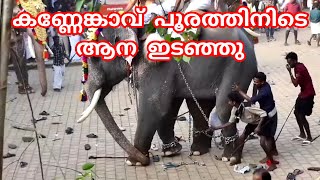 കണ്ണേങ്കാവ് പൂരത്തിനിടെ ആന ഇടഞ്ഞു kannenkavu pooram elephant attack [upl. by Andy]