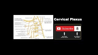 Cervical Plexus  Formation Branches Communicating Branches  Ansa Cervicalis [upl. by Nivrehs]