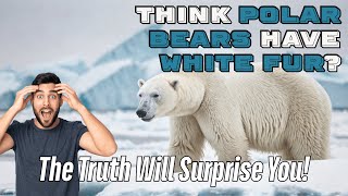 Think Polar Bears Have White Fur Think Again The Truth Will Surprise You polarbear facts polar [upl. by Aiyram]