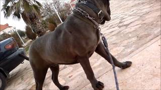 The Neapolitan Mastiff Italian Mastino [upl. by Dilahk]