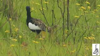 The Bengal Florican [upl. by Aihsinyt]