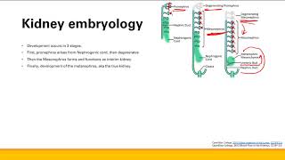 Renal embryology  Renal system  Step 1 Simplified [upl. by Jamie756]