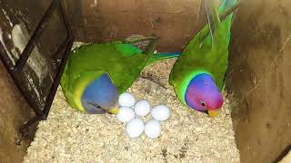 Plum Head Parakeet Progress Part 2  Parrots Breeding [upl. by Huskamp]