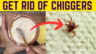 Effortlessly Remove Chiggers from Your Yard amp Prevent Their Bites [upl. by Ominoreg]