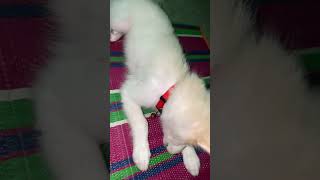 Meri jaan💕indianspitz youtubeshorts cuteanimal [upl. by Adiuqal430]