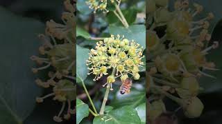 Enfin des fleurs de lierre pour nos abeilles  Du pollen et nectar  bee abeille apiculture [upl. by Ricarda69]