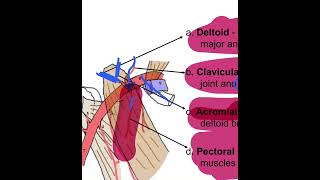 Anatomy UL Axillary Artery Vein Lymph Nodes 8B [upl. by Querida]