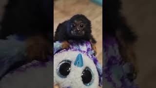 Cute Marmoset Monkey [upl. by Edmon]