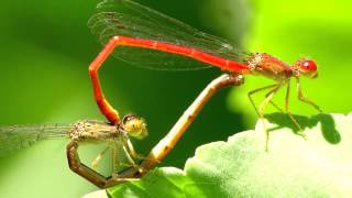 Red Damselflies Mating [upl. by Negaem130]