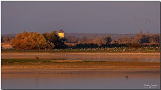 Escapade automnale au lac du Der [upl. by Salmon]