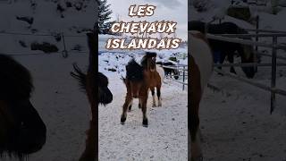 Les Chevaux Islandais 🇮🇸 voyage chevaux islande [upl. by Mignonne]