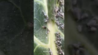 Parasitic wasp laying eggs in aphid insects macro wildlife nature organicgardening wasp [upl. by Ailad]