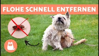 Wie man Flöhe von Hunden entfernt 🐶🕷️  7 wirksame Methoden ✅ [upl. by Fayola134]