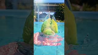 Como não se apaixonar birds parrot slowmotion bathtime petsofyoutube quakerparrot animals [upl. by Oriaj658]