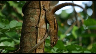 🐿️ palm squirrel Alert in UHD  4K 🐿️ by ani male [upl. by Yauq]