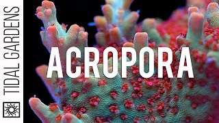 Acropora Coral Care Tips [upl. by Aiyot]