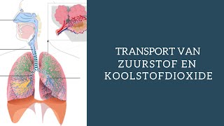 Gaswisseling zuurstofopname en koolstofdioxideafgifte HAVO en VWO [upl. by Whalen]