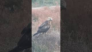 Aquila nipalensis in Kazakhstan steppe eagles [upl. by Esirehc]