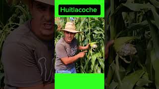 quot¿Conoces el Oro Negro del Maíz ¡Descubre el Huitlacochequot 🌽🍄 plantas huerto jardin rancho [upl. by Terces363]