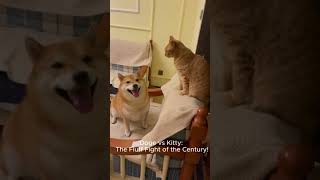 Doge VS Kitty The Filuff Fight of the Century [upl. by Libyc315]