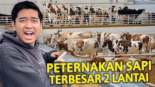 PETERNAKAN SAPI TERBESAR 2 LANTAI BUAT MENAMPUNG RIBUAN SAPI DISINI [upl. by Notfa817]