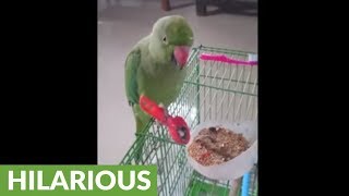 Sophisticated parrot uses spoon to eat food [upl. by Shaddock]